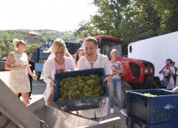 Дорогу урожаю! В Абрау-Дюрсо «обмыли» первый  виноград-2018