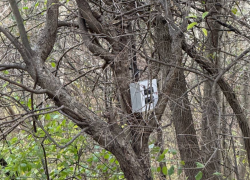 Оставил коробку и ушел: новороссийцы обнаружили странный предмет в Пионерской роще