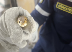 Так себе гости: змеи захватывают дома Новороссийска