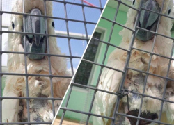 "Лечению не поддается": в натухаевском зоопарке рассказали о нелегкой жизни попугая 
