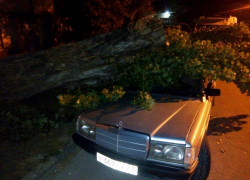 Старое дерево упало на припаркованный у дома автомобиль в Новороссийске 