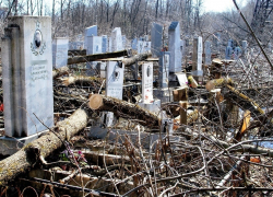 Деревьев больше чем на миллион незаконно вырубили на новороссийском кладбище
