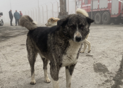 "Беззубый" закон: будут ли усыплять бродячих собак на Кубани 