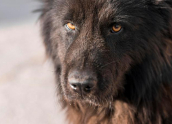 Собака в ошейнике напала на новороссийцев: скольких должны покусать, чтобы отреагировали