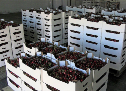 Сезон черешни — 100 тонн ягод собрали на Кубани