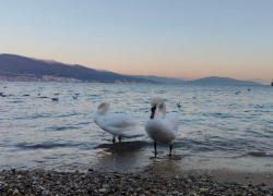 Гороскоп от «Блокнота»: Львам удастся улучшить финансовое положение, а Водолеям – проявить креативность