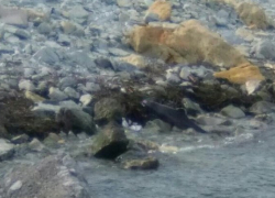 Трупы дельфинов были обнаружены на городском пляже Новороссийска