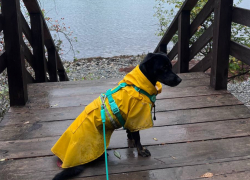 В России ввели новый ГОСТ: какие площадки для собак должны быть в Новороссийске