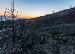 Сгоревшие деревья и черная земля: как выглядит лес в Дюрсо после "мегапожара" 