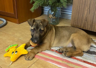 У новороссийцев пропал Чивас — мольба о помощи