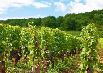 Туристические объекты появятся на виноградниках Новороссийска