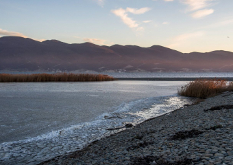 Сотни бакланов найдены мертвыми на Черноморском побережье Новороссийска