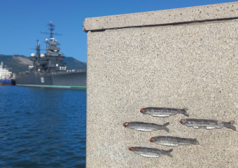 В Новороссийске сегодня будут стрелять