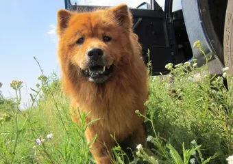 На «домашнем» могут долго не прожить: чем новороссийцам кормить собак и кошек 