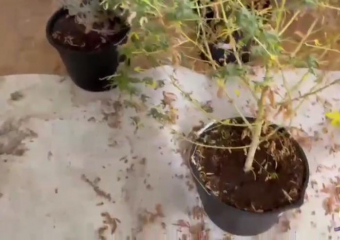 «Опля, конопля!»: новороссиец устроил в своей квартире ботанический сад из каннабиса