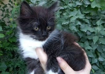 Маркизная милота в квадрате ищет дом