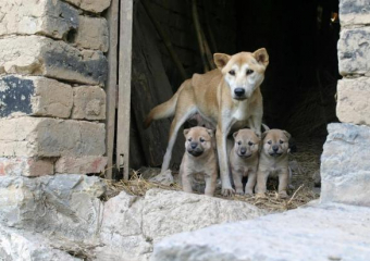 "Большинство проблем начинаются с человека": откуда в Новороссийске бездомные животные