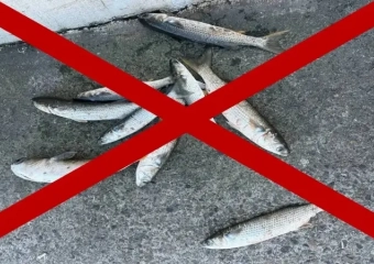 В Новороссийске запретили ловить рыбу