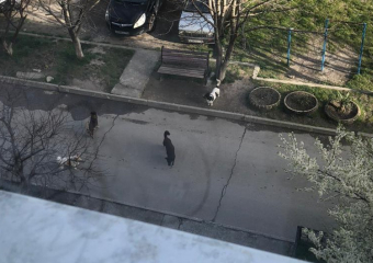 Бродячие собаки терроризируют жильцов дома в Новороссийске