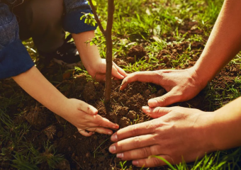 Сажать будут все: насколько реально в Новороссийске высадить 1,5 млн деревьев