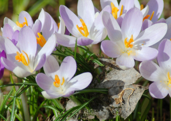 Наивные первоцветы под Новороссийском поверили обманному солнцу