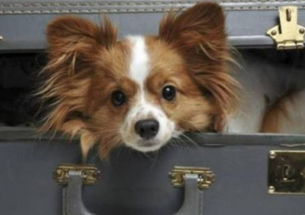 Собака Шура из Новороссийска изменила правила перевозки животных во всей стране