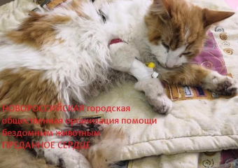 Хвостатым опять сильно досталось на улицах Новороссийска