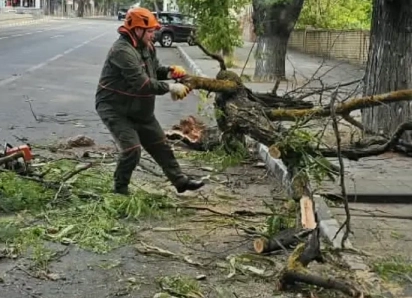 Поваленные деревья и оборванные провода: Новороссийск продолжает находиться во власти сильного ветра