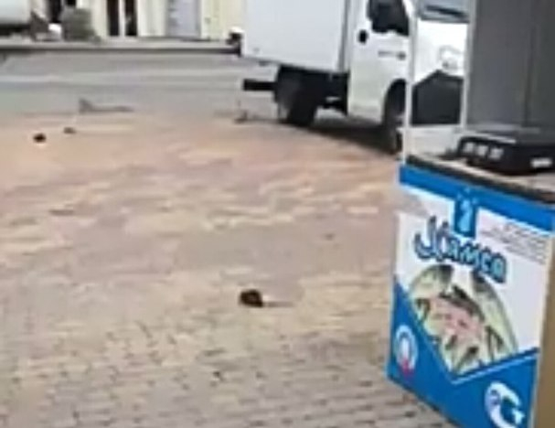По центральным улицам Новороссийска бегают огромные крысы