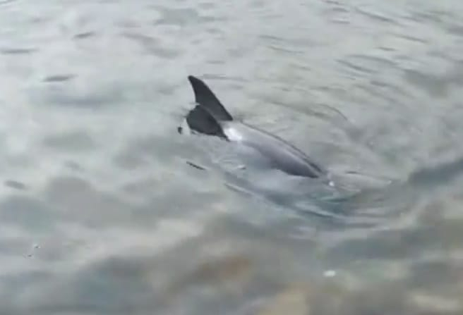 Семья дельфинов выбросилась на берег: новороссийцы могут помочь спасти животных
