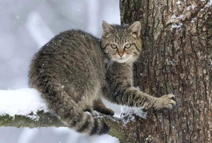 Длина тела достигает полуметра: в окрестностях Новороссийска обитает удивительный кот