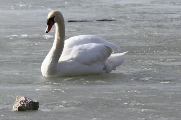 Роман Бреус рассказал, чем нельзя подкармливать перелетных птиц, зимующих в Новороссийске