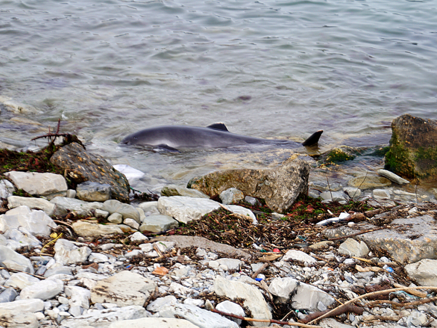 Дельфины в районе Новороссийска гибнут из-за военных кораблей