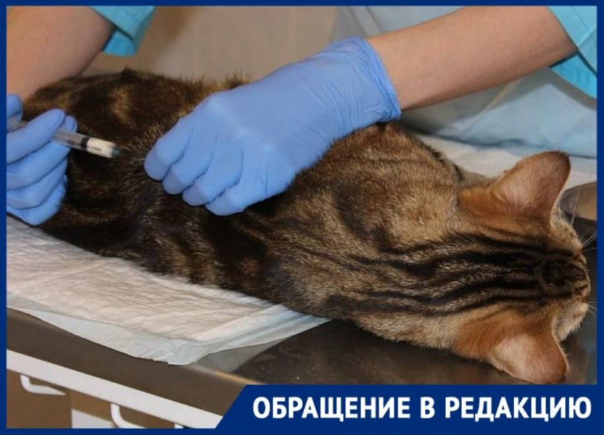 Жительницу Новороссийска убедили, что ее кот не дышит из-за наркоза: животное скончалось после операции в ветклинике  