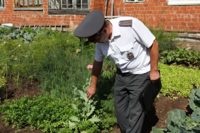 В Новороссийске разыскивают посевы запрещенных растений 