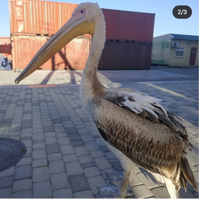 Птичку жалко: директор парка и волонтеры Новороссийска не могут поделить пеликана Григория 