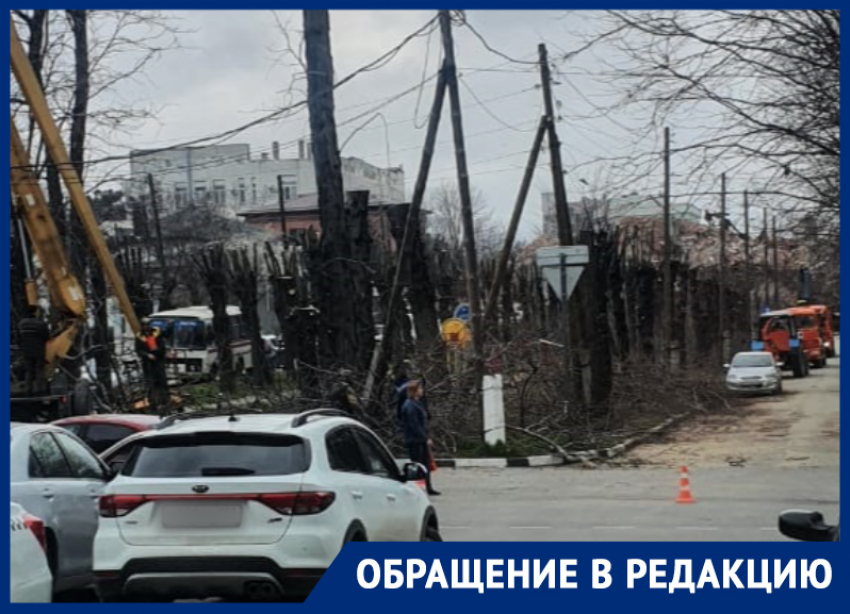 В центре Новороссийска обкорнали деревья: что скажет Центр озеленения