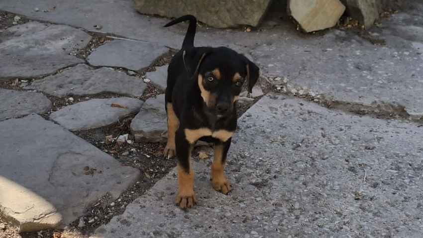 Не дайте им погибнуть: в Новороссийске щенки ищут дом 