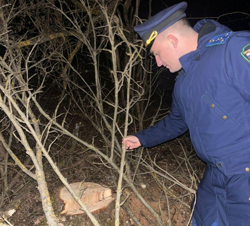 "Черные» лесорубы уничтожили больше 30 деревьев в Новороссийске 