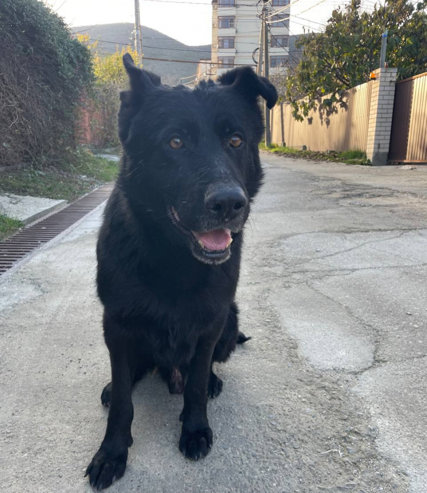 В Мысхако ищут хозяев для потерявшейся чёрной овчарки