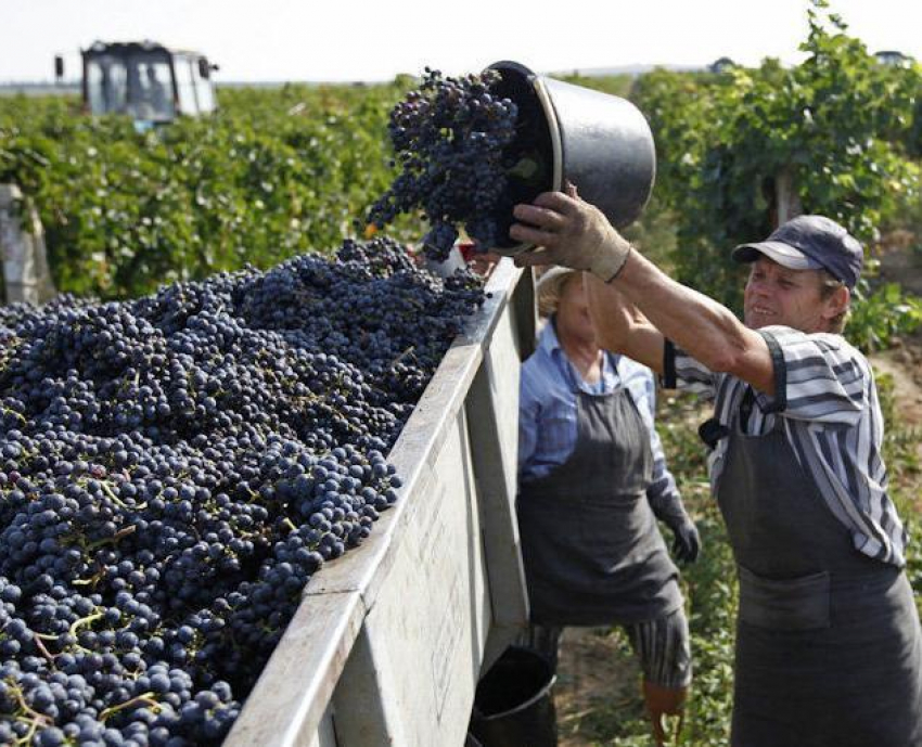 Главбуха новороссийских виноградников обвиняют в многомилионной афере 