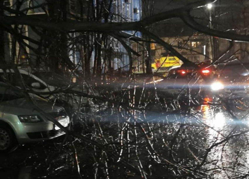 Дерево упало на дорогу: тысячи новороссийцев остались без выезда из «абвгдейки»