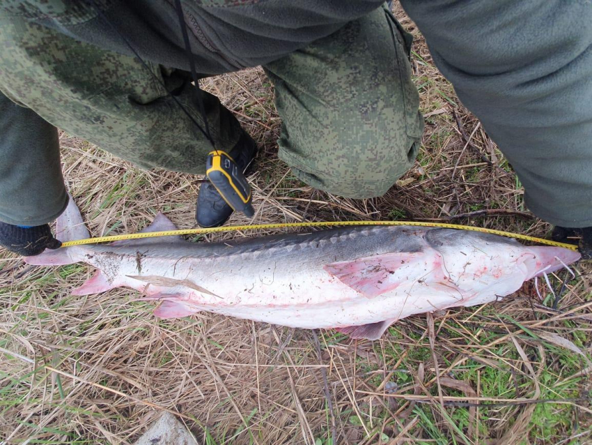 Дорогая рыбалка: житель Кубани заплатит за незаконную рыбалку штраф 2,2 млн. рублей