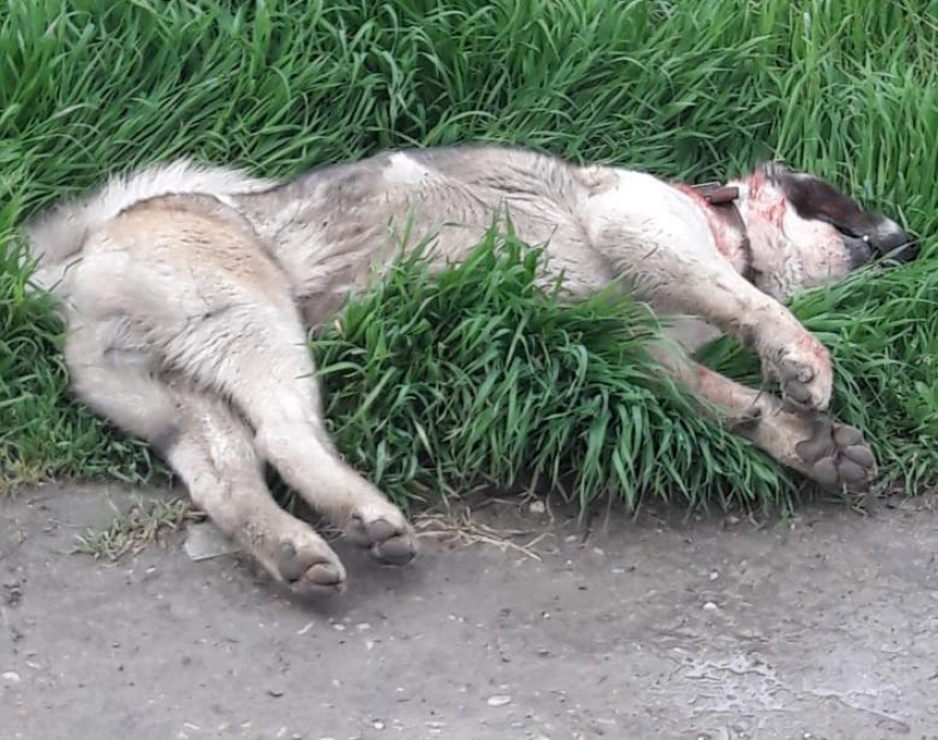 Полиции пришлось стрелять в собаку, набросившуюся на ребенка в Новороссийске
