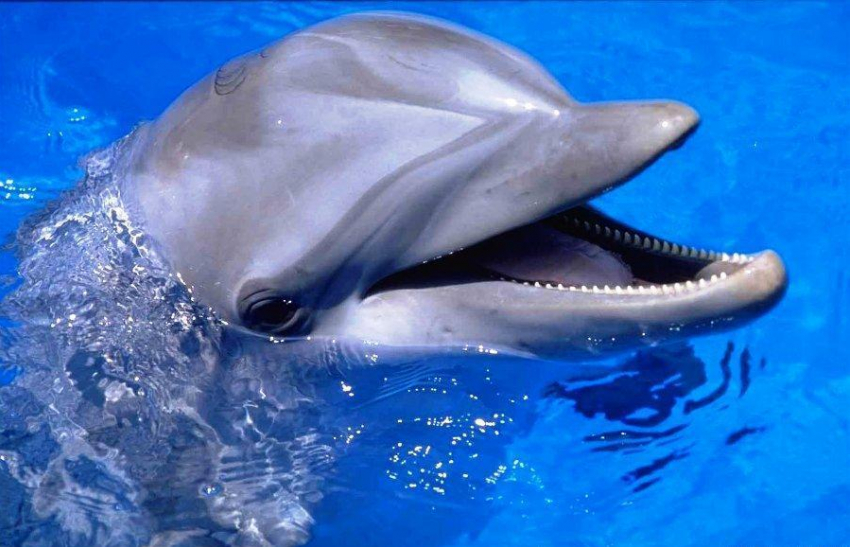 В сети появилось видео игры дельфинов у берега в Геленджике и в Мысхако