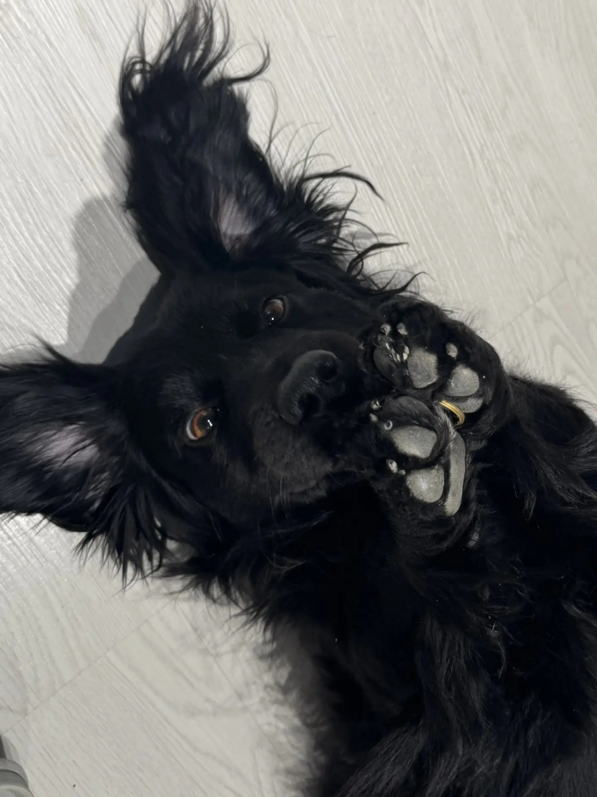 «Может я кому-то нужен?» - друг с ошейником потерялся в Новороссийске