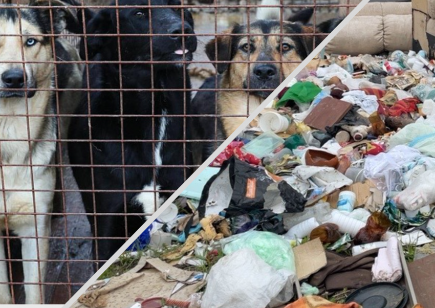"Полигона» больше нет: кто будет отлавливать собак и принимать отходы в Новороссийске 