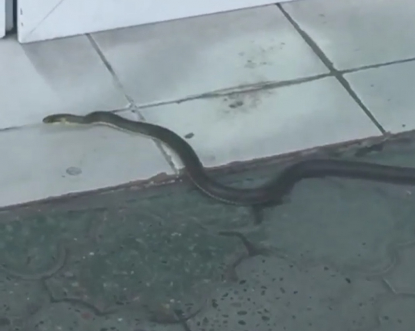 В Новороссийске посетительница магазина оказалась змеёй