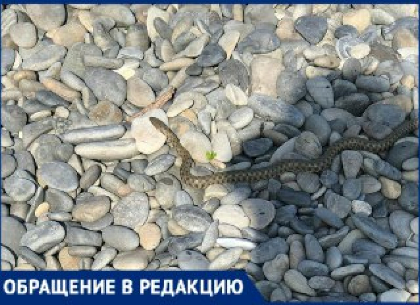 "Мы спасаем в воде, а не на суше", - спасатели жёстко подшутили над жительницей Новороссийска, испугавшейся змеи