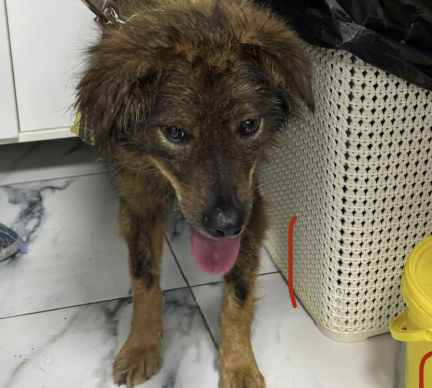 Пять дней без еды и воды: что случилось с псом, ставшим заложником бутылки